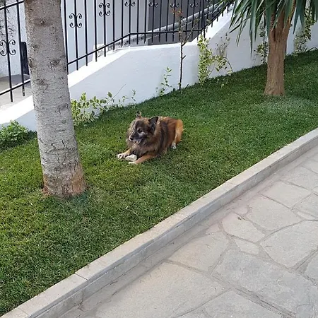 Appartamento Fyllou *