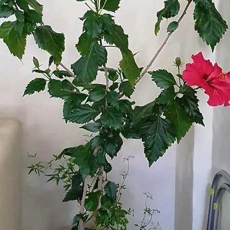 Fyllou Asprovalta