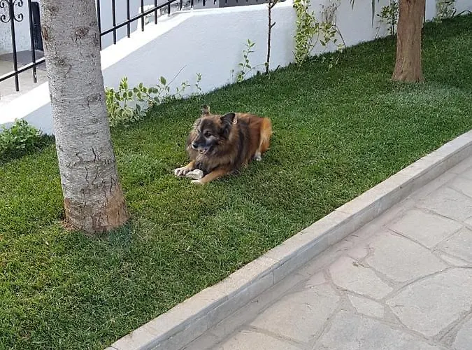 Appartement Fyllou *